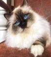 Chocolate point volwassen #catterycyliyana